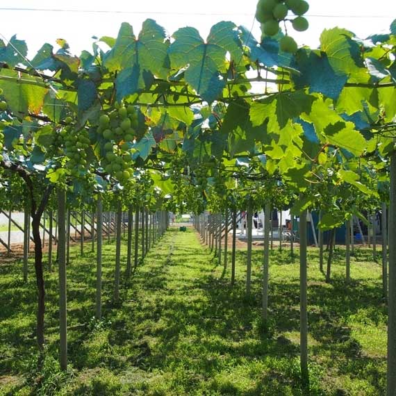 「山梨ヌーボー 2025 新酒にごりワイン」楽園葡萄酒醸造場